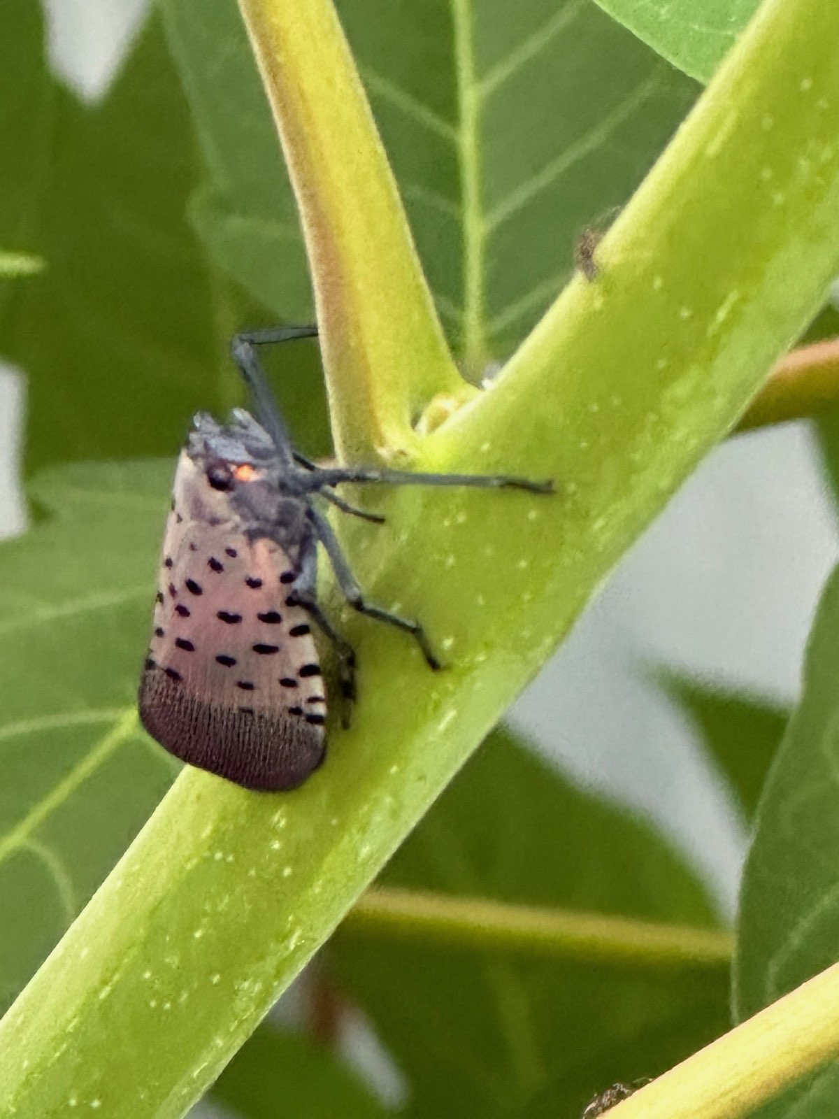 An adult spotted lanternfly on a stem in Central PA