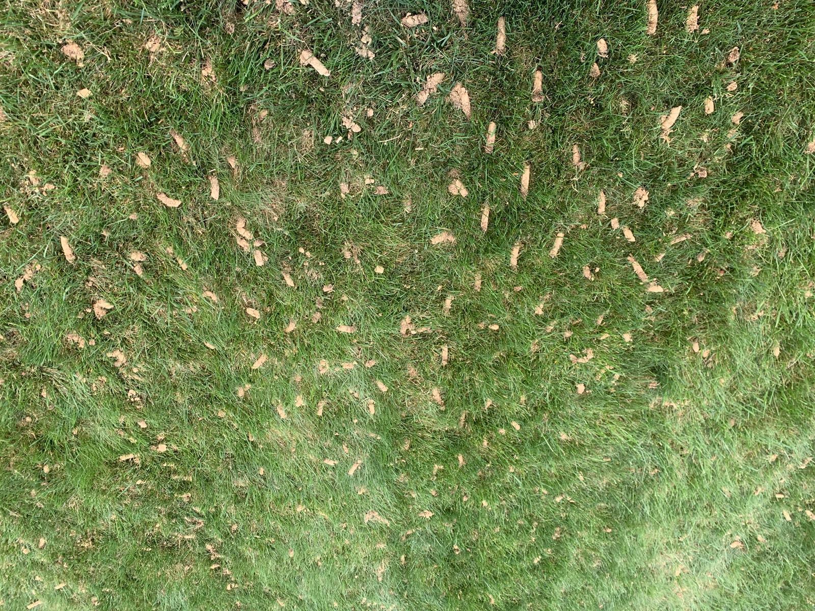 Lawn after core aeration showing soil plugs on the surface in advance of overseeding a thin, shade-stressed Central PA lawn