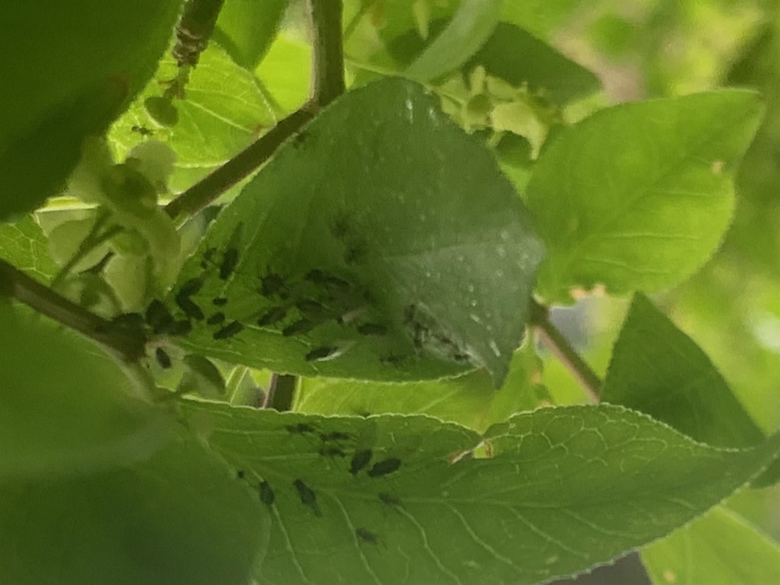 Aphid colony on the underside of a leaf in Harrisburg, PA