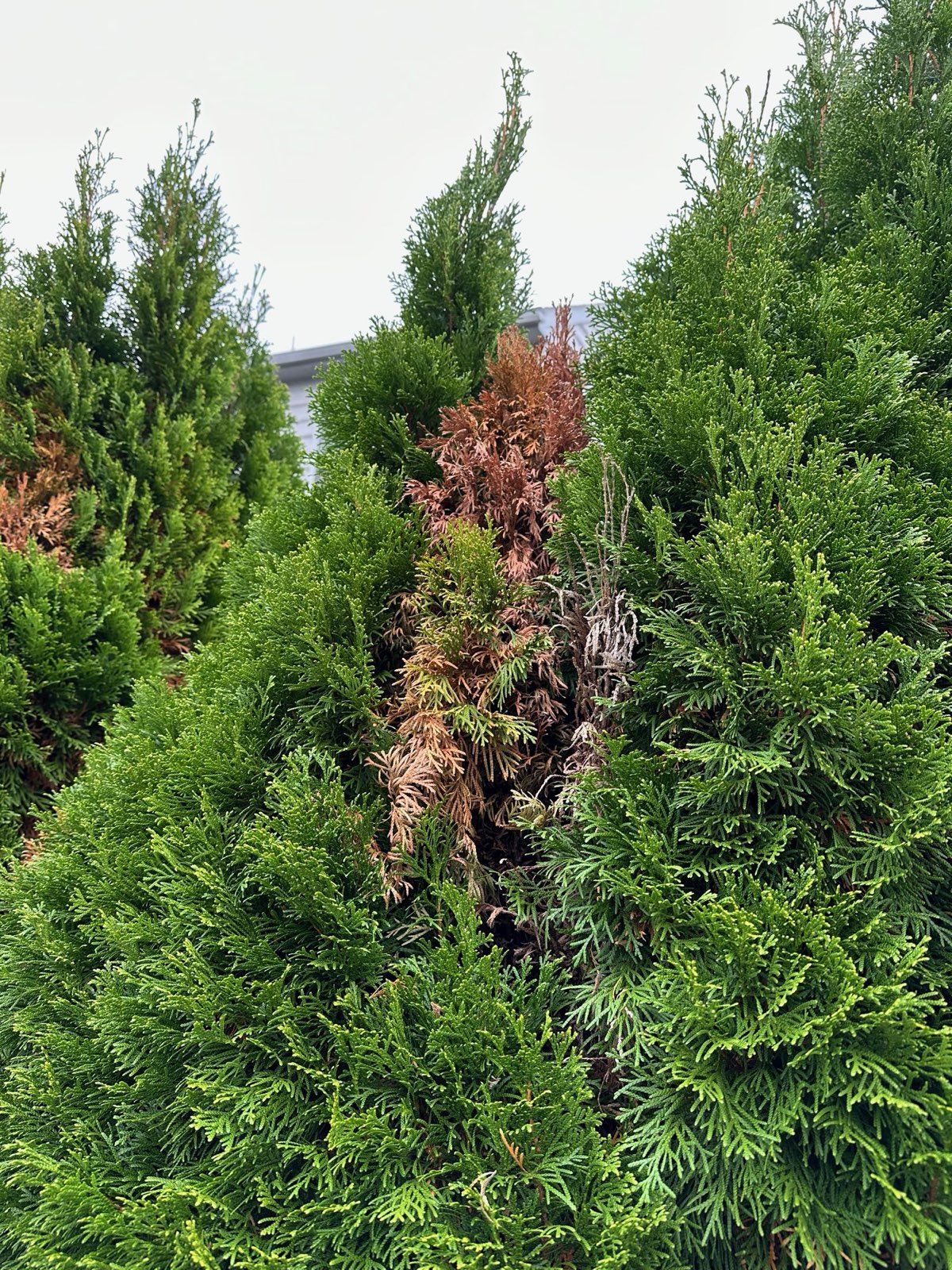Arborvitae with brown, dying sections in Central PA