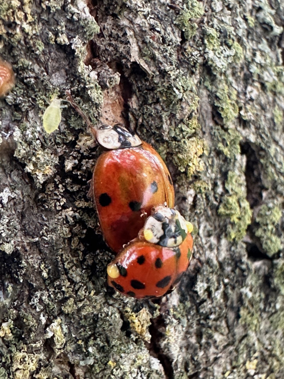 Asian lady beetles gathering on tree bark in Central PA