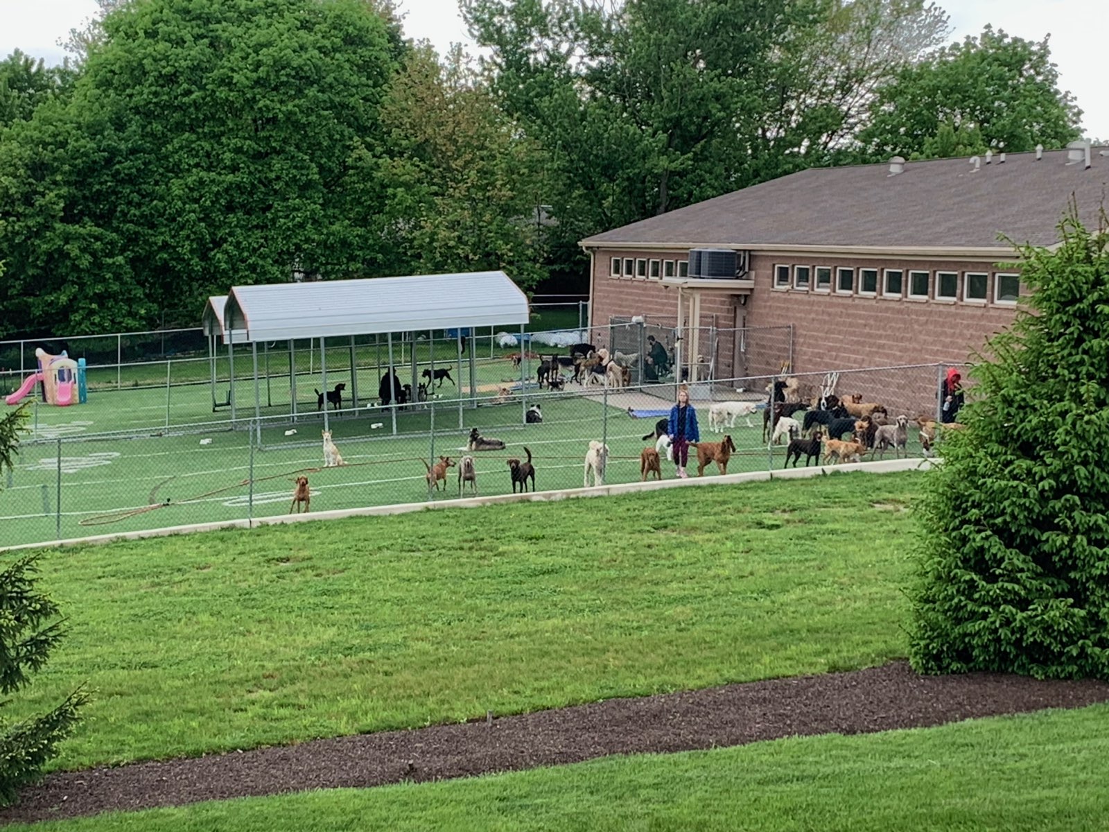 A backyard chicken flock in its run in Central PA