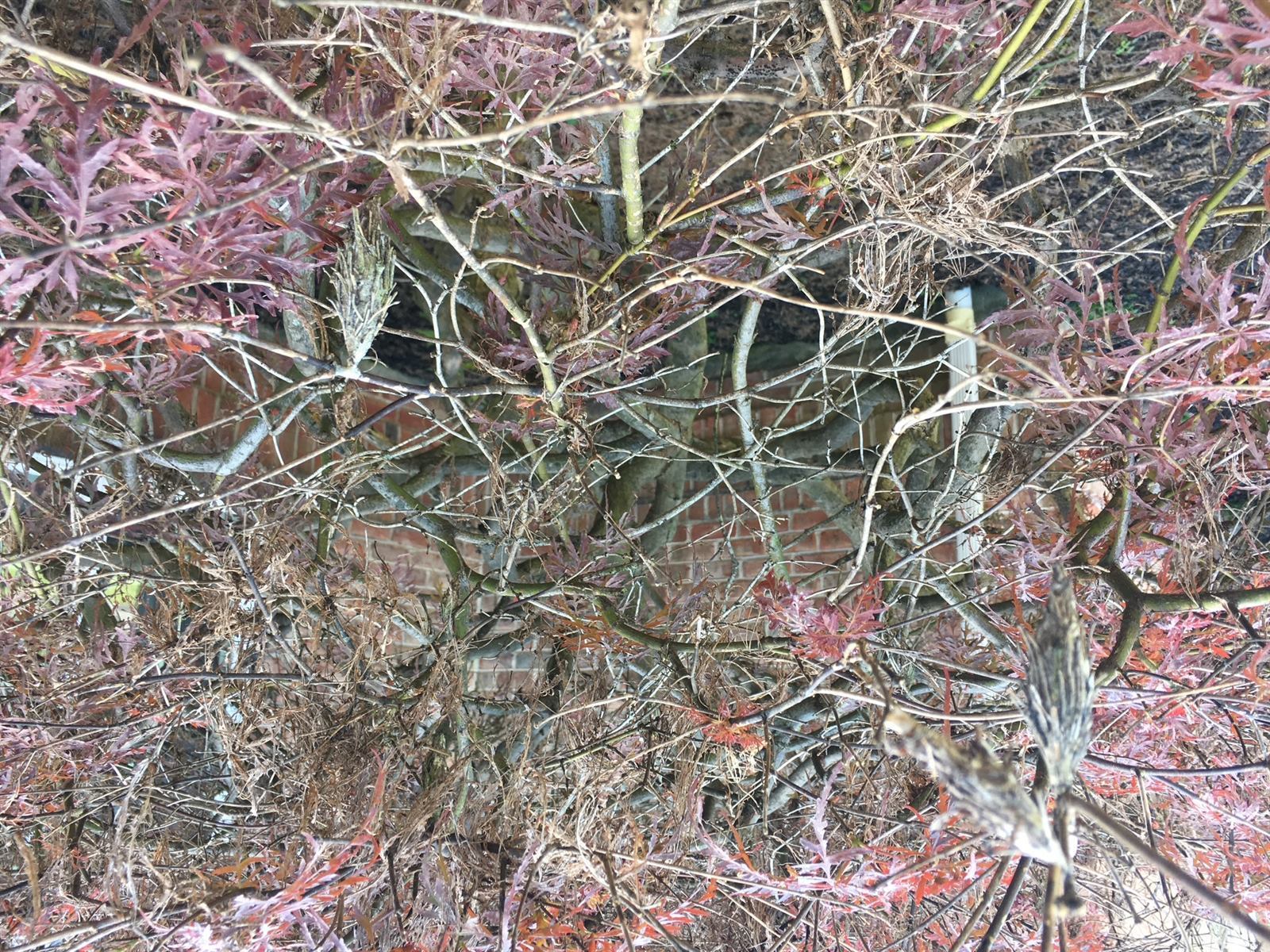 Bagworm cases hanging on an evergreen shrub in Harrisburg, PA