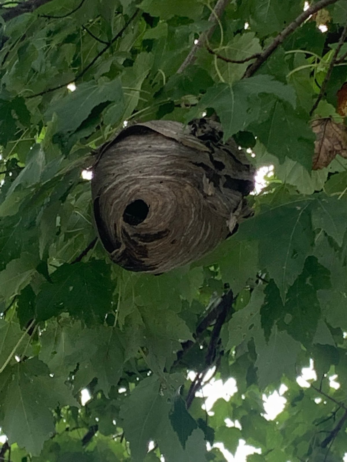 A bald-faced hornet nest hanging in a tree in Central PA