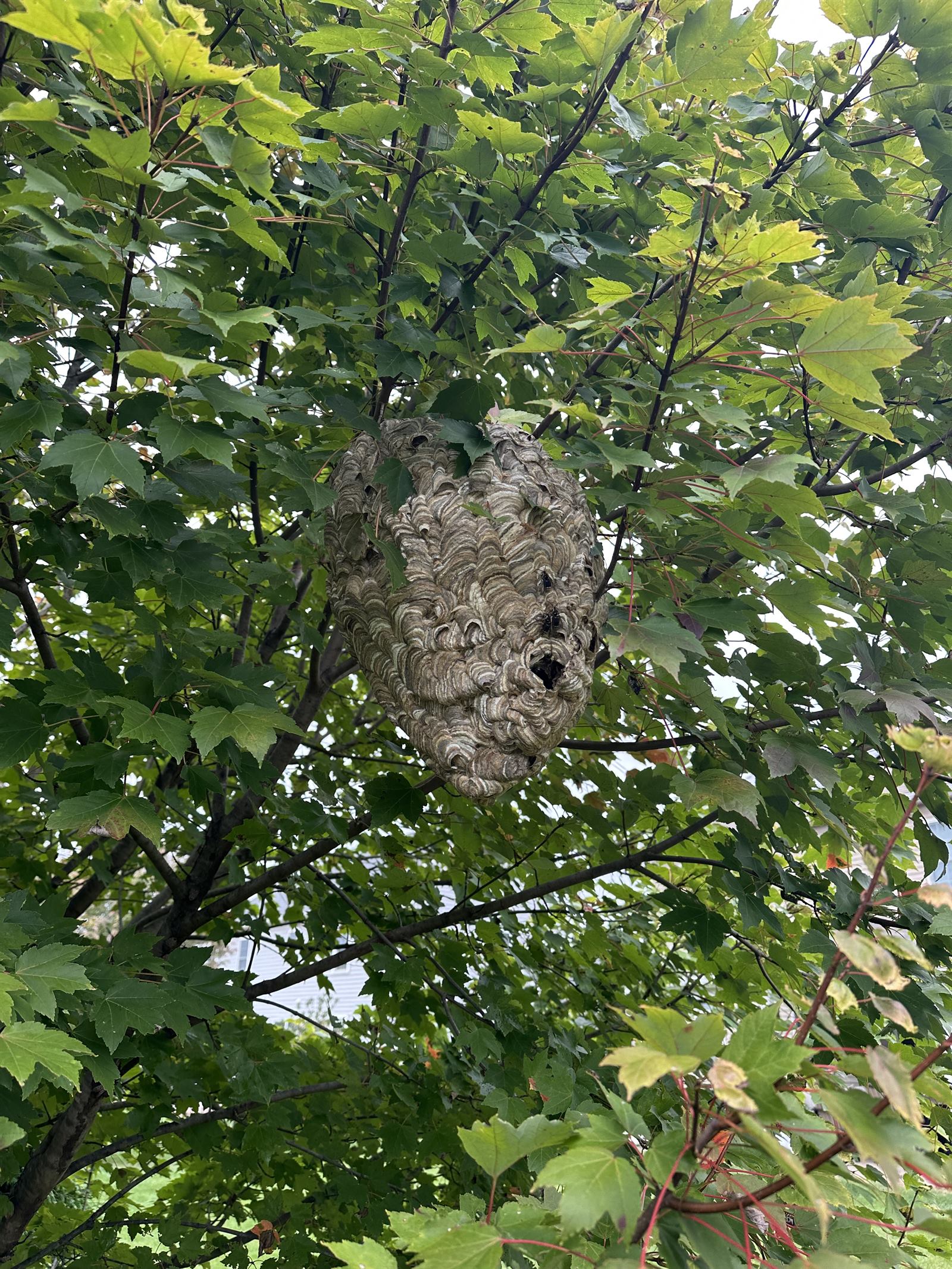 Active bald-faced hornet nest with characteristic gray papery exterior hanging from a tree branch on a Central PA residential property requiring professional removal