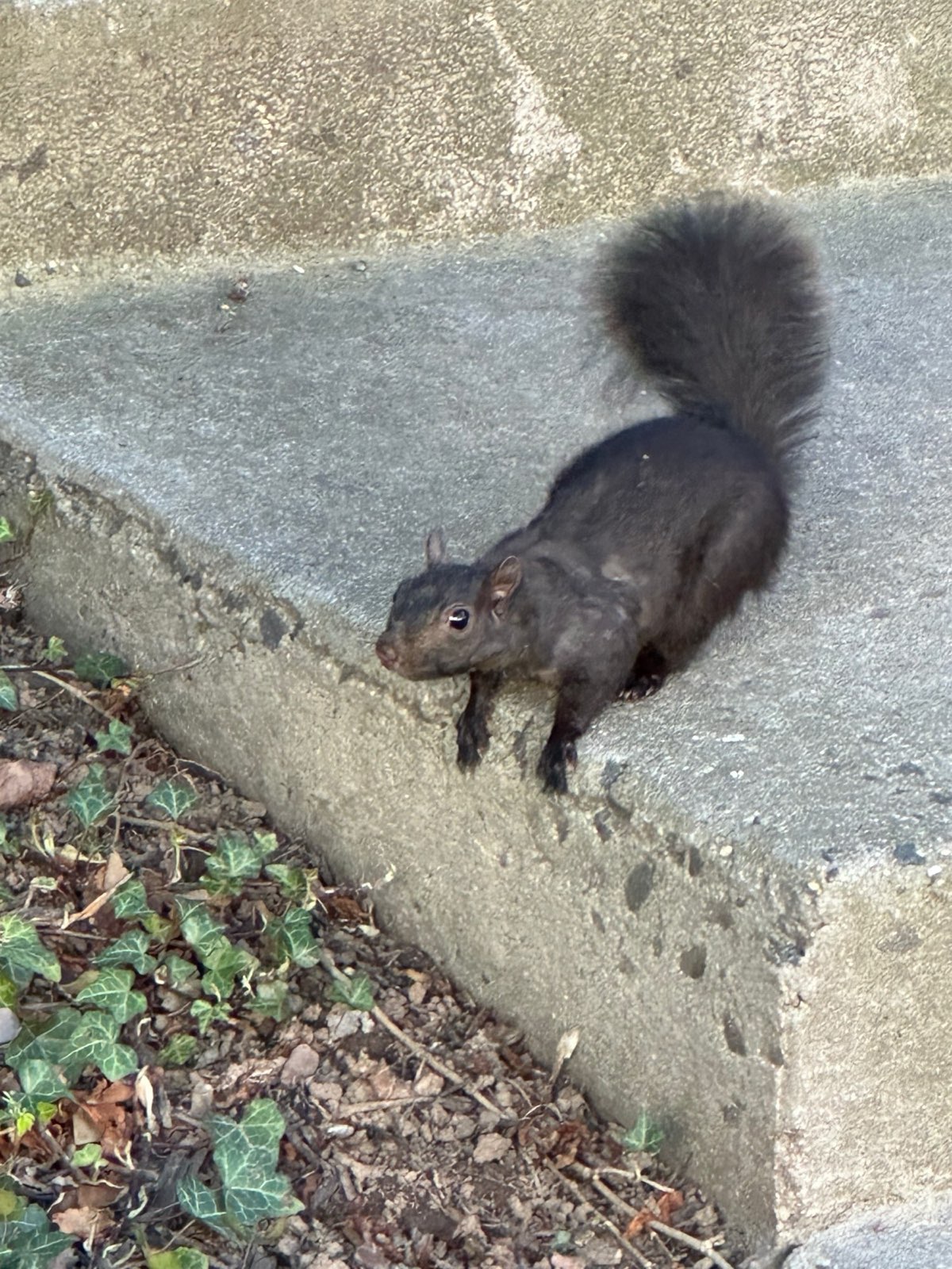 A black squirrel, a color form of the eastern gray squirrel in Central PA