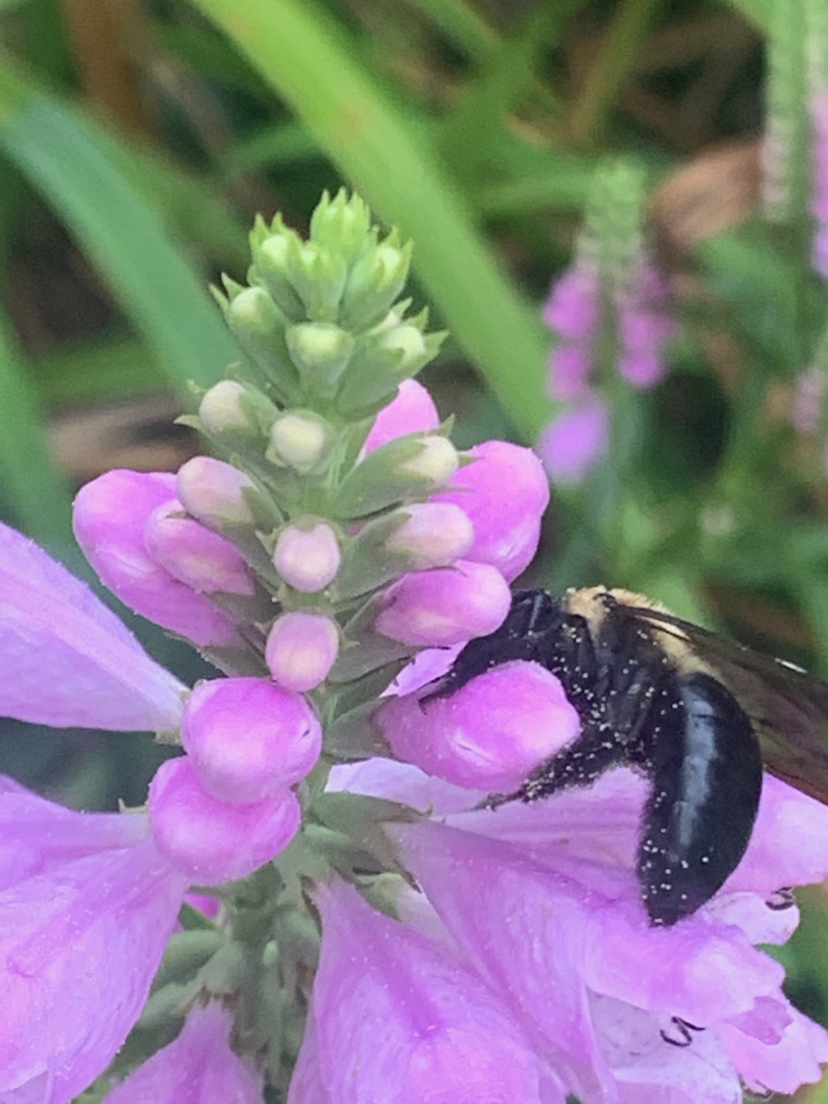 A carpenter bee on obedient plant blooms in Central PA
