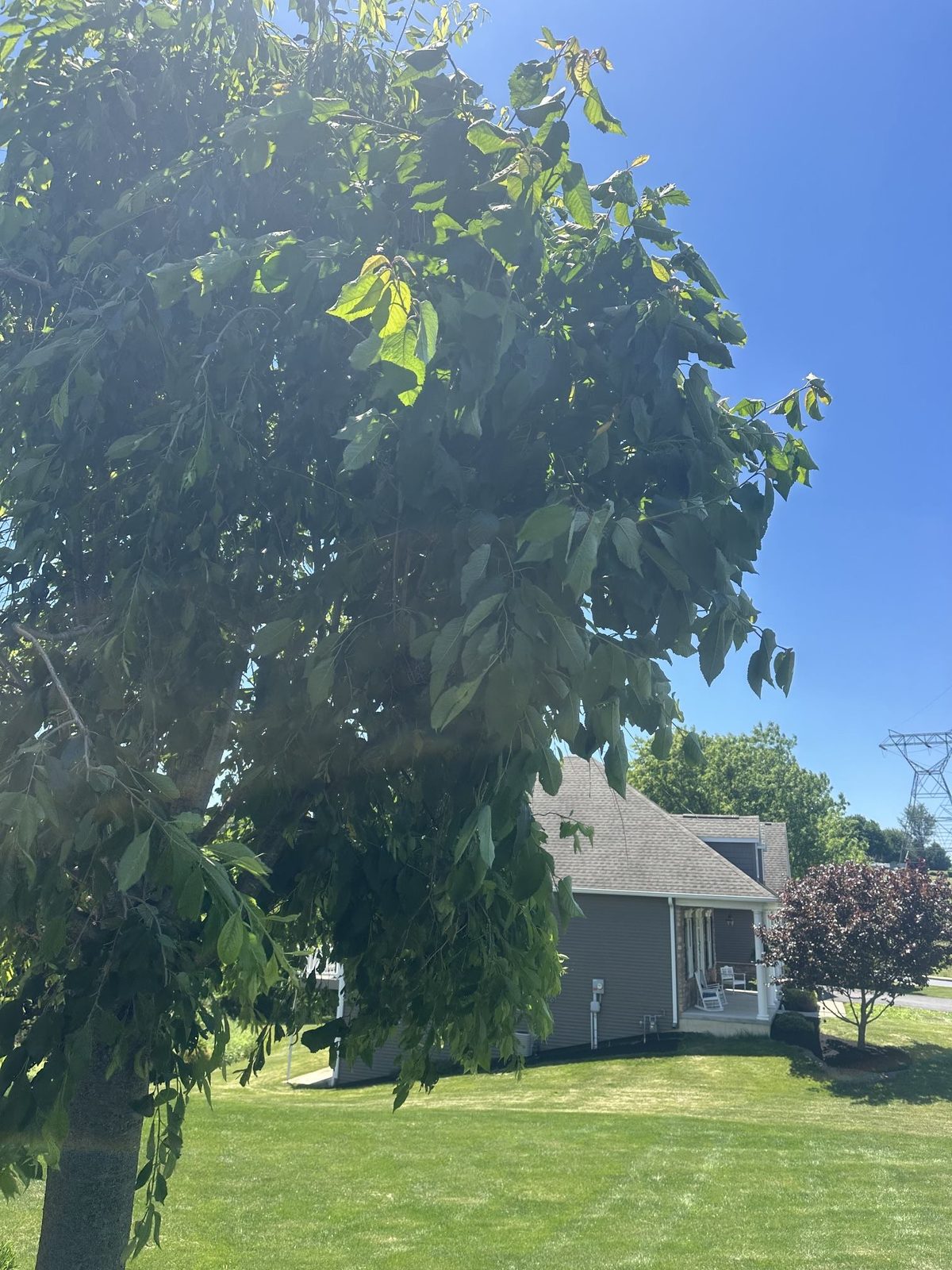 Rootstock suckers growing up around a grafted cherry in Central PA