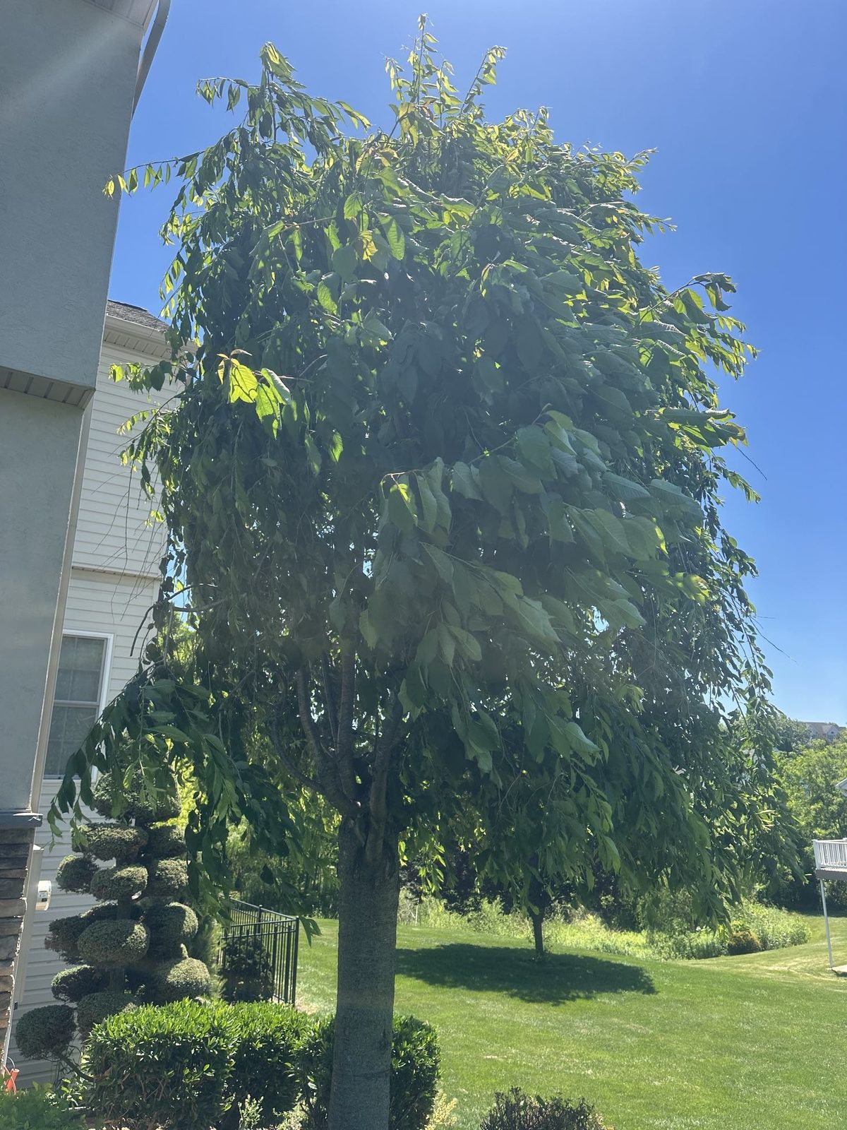 Upright rootstock suckers on an ornamental cherry in Central PA
