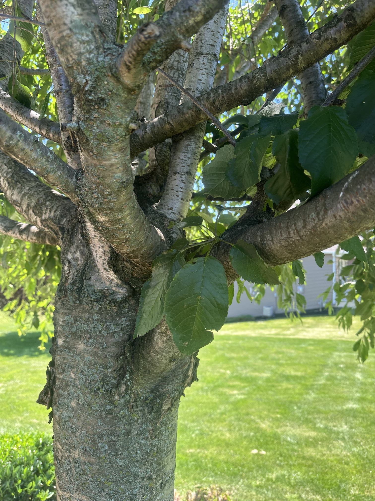 Vigorous rootstock suckers growing below the graft union on a flowering cherry in Central PA