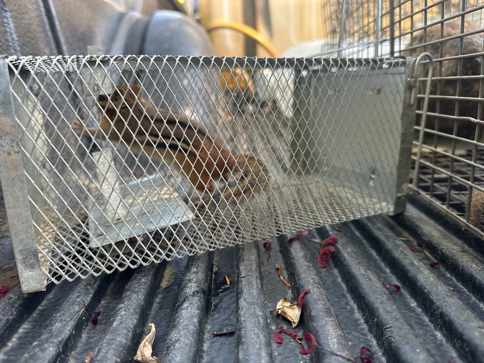 A chipmunk caught in a live trap in Central PA