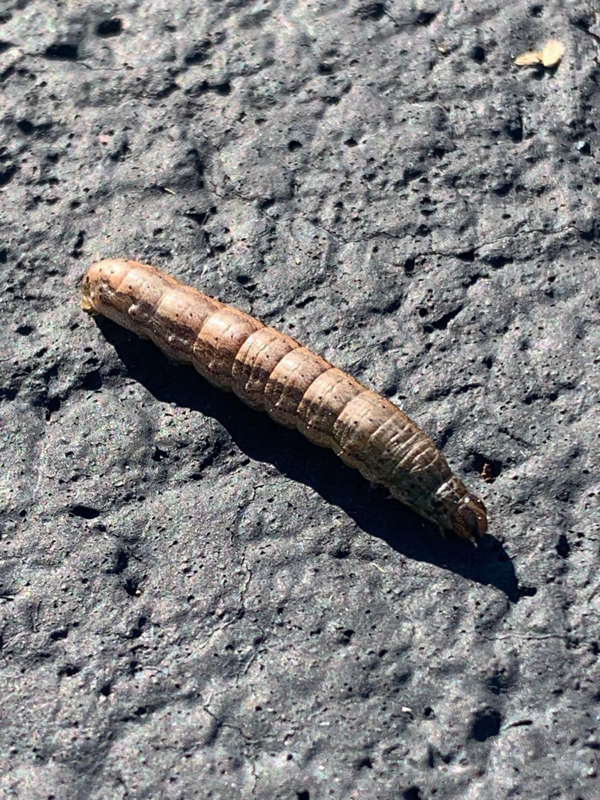 A cutworm larva, a common turf-feeding caterpillar in Central PA