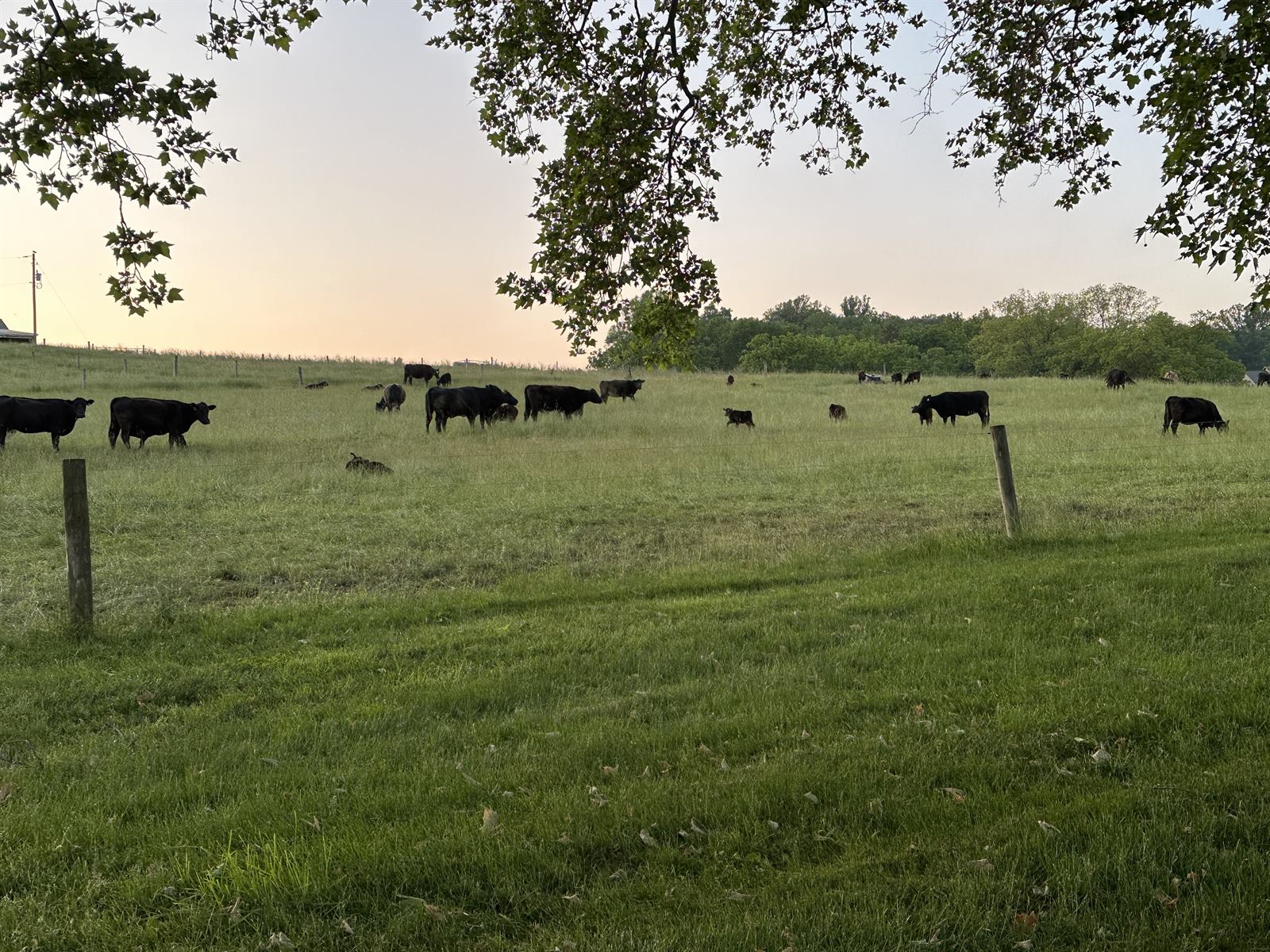 Dairy cattle on a working farm outside Harrisburg, PA — a typical agricultural pest service client for fly control
