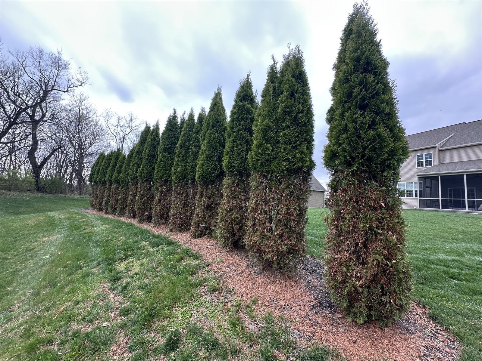 Arborvitae stripped by winter deer browse at a Harrisburg, PA home