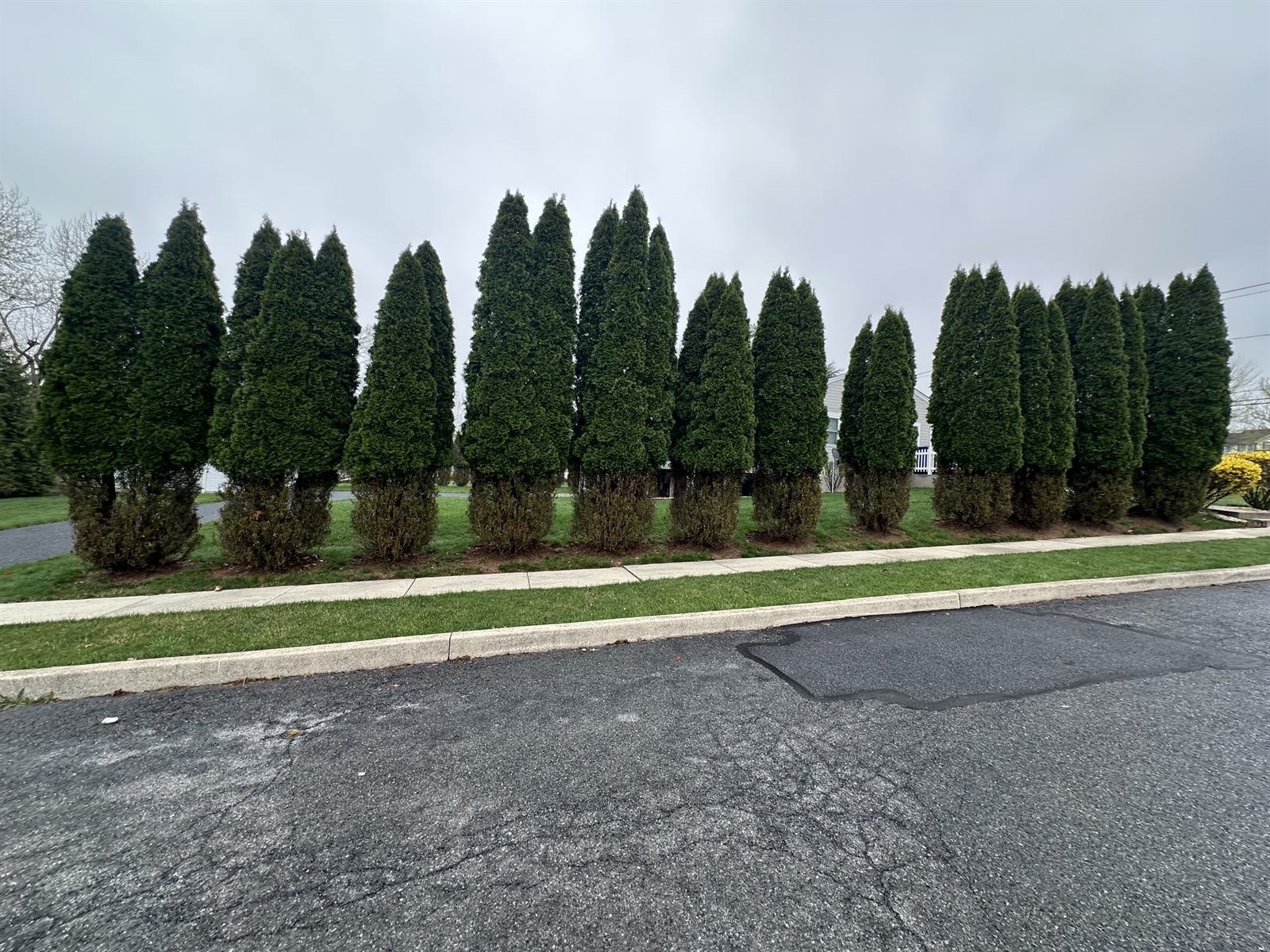 Row of arborvitae stripped bare from the ground up by winter deer browse damage at a Harrisburg, PA home