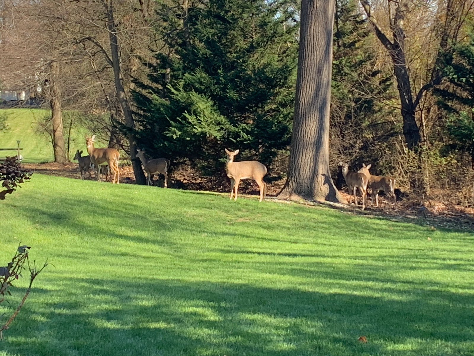 Deer browsing at the edge of a backyard in Central PA