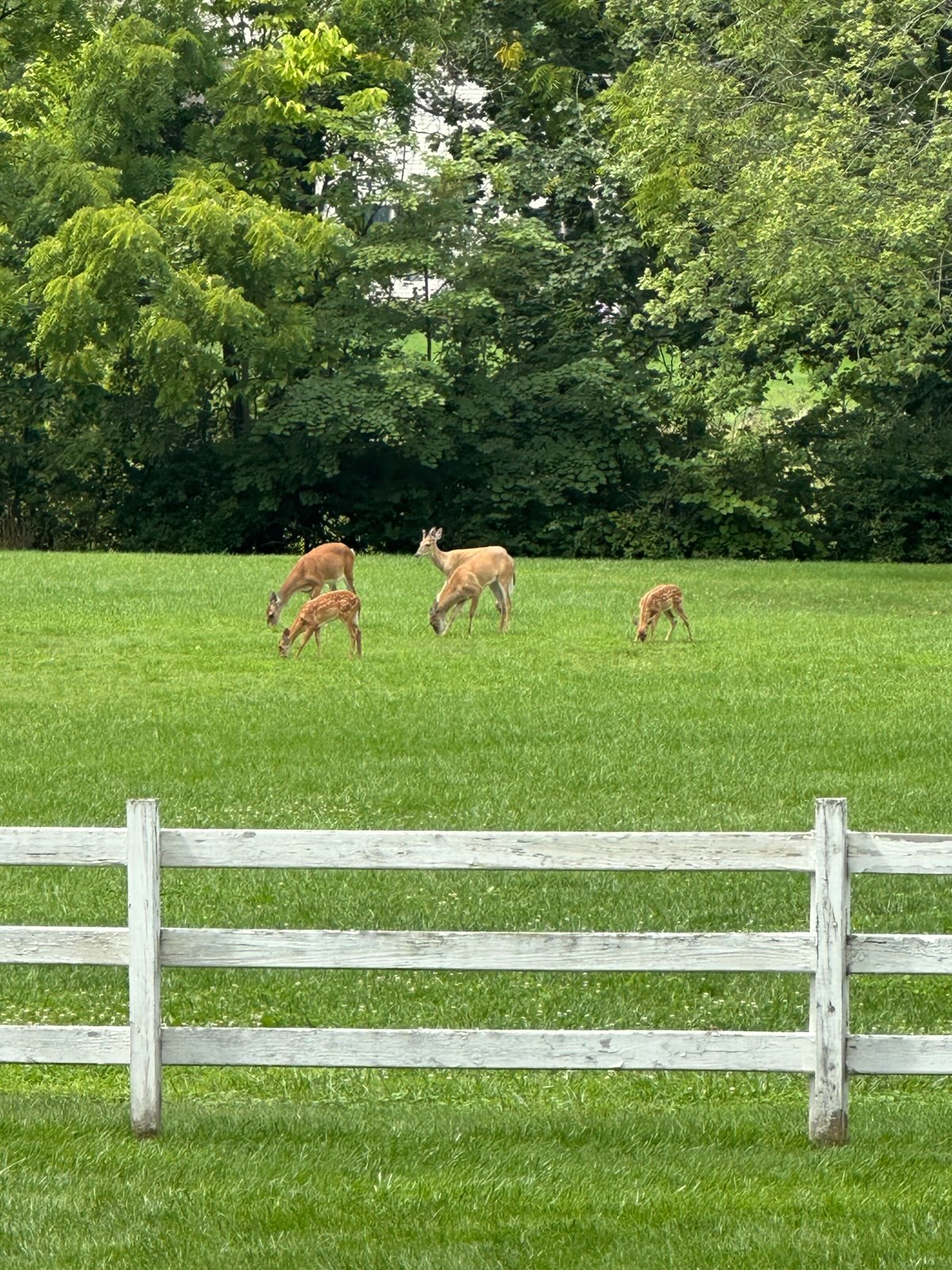 Deer grazing on an open lawn in Central PA