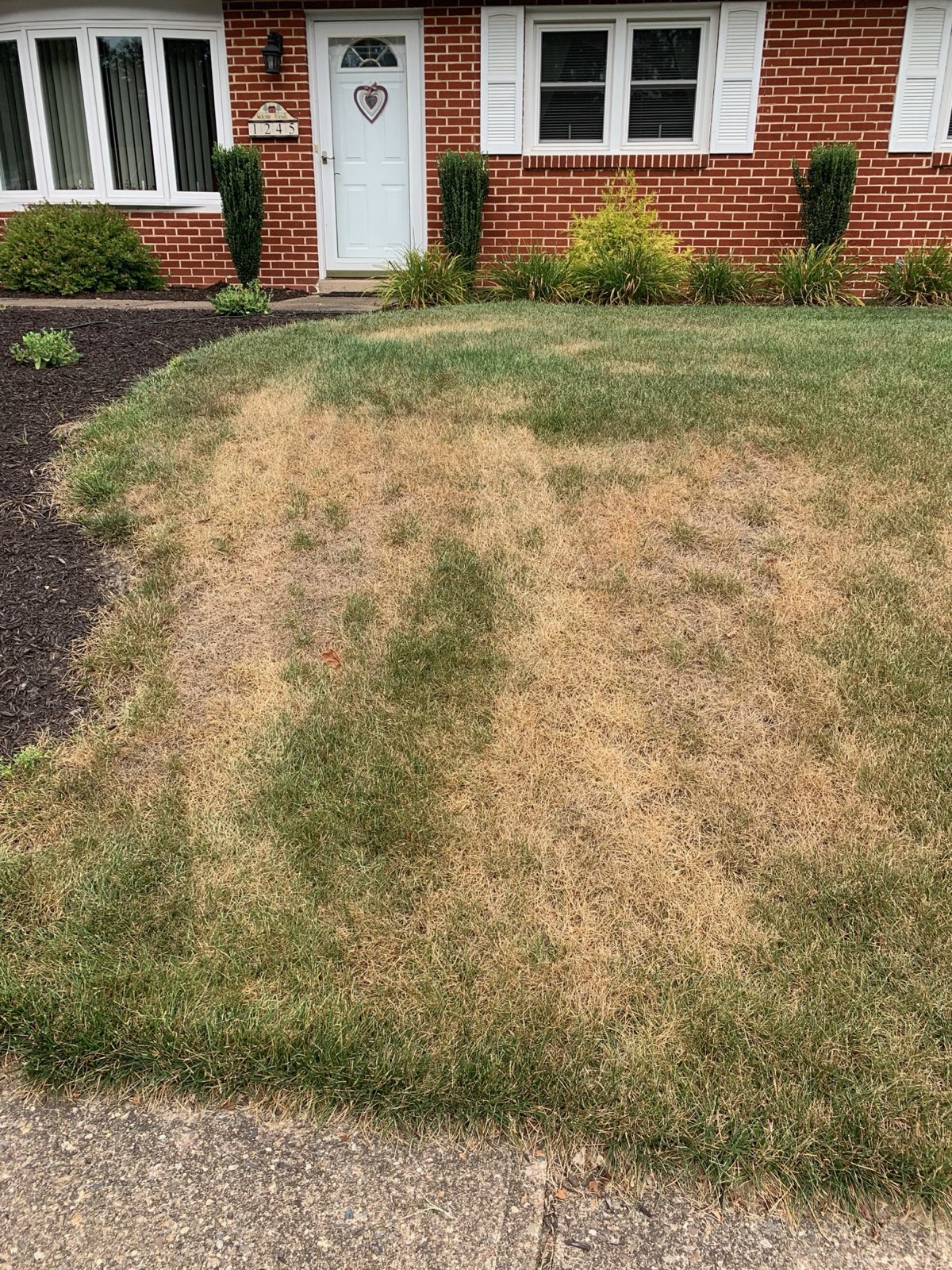 A front lawn gone brown and dormant during a dry spell in Central PA
