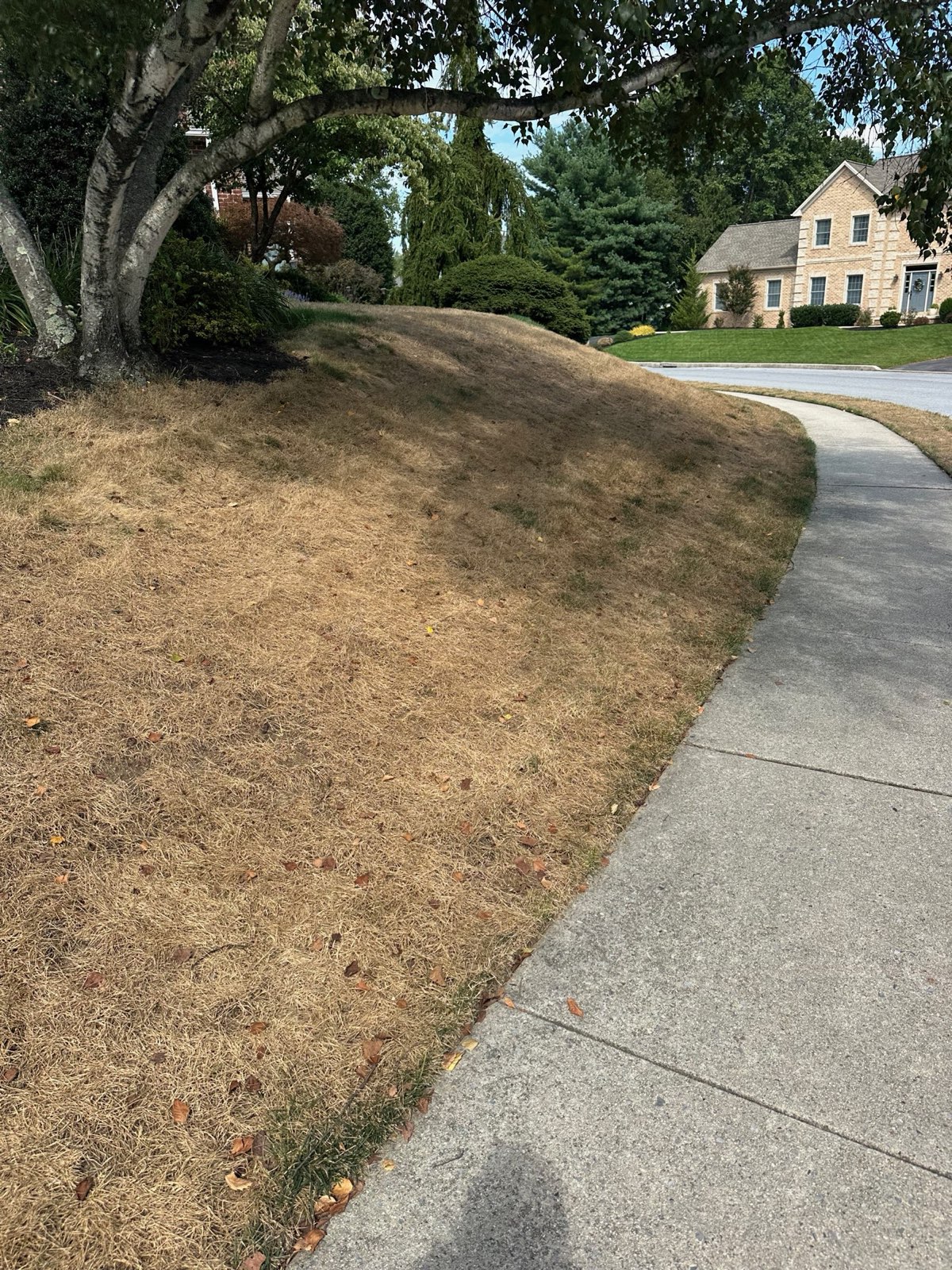 A sunny slope gone straw-colored during summer drought in Central PA