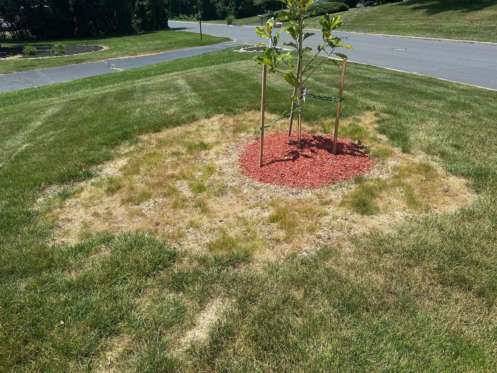Drought-stressed turf around a young tree in Central PA