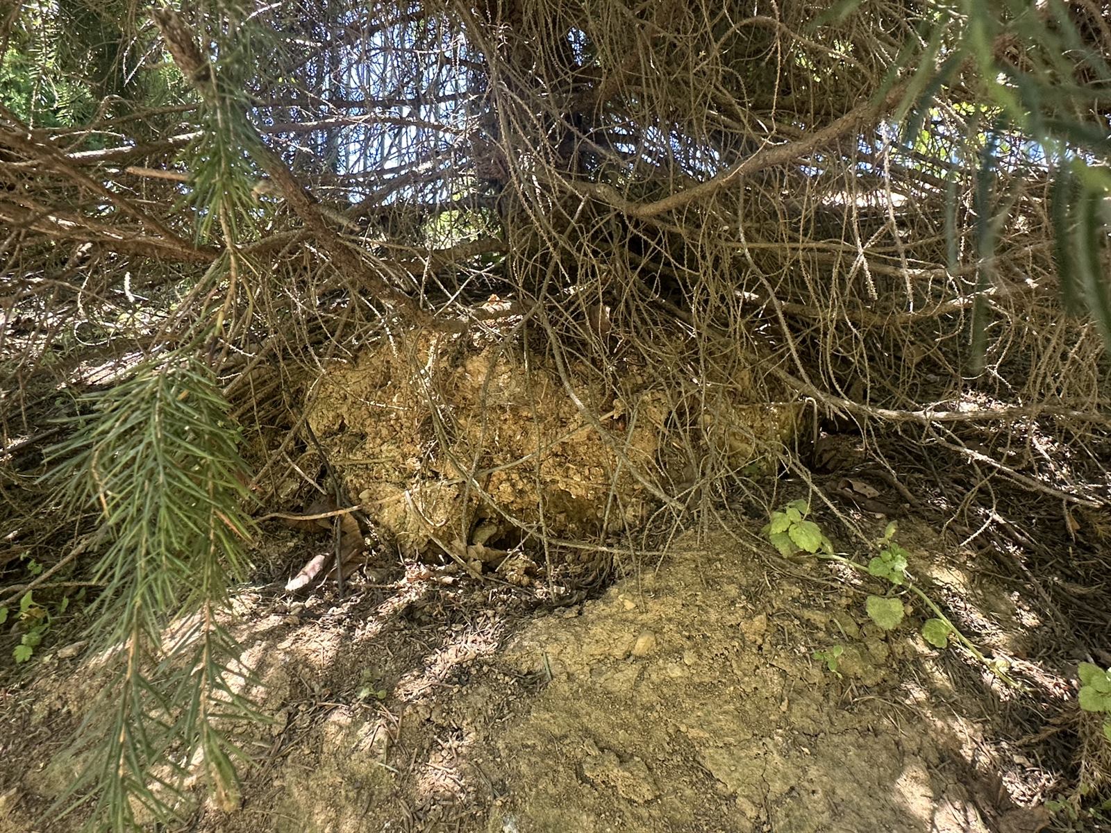 Exposed and eroding root ball on a spruce in Central PA showing planting-depth problems