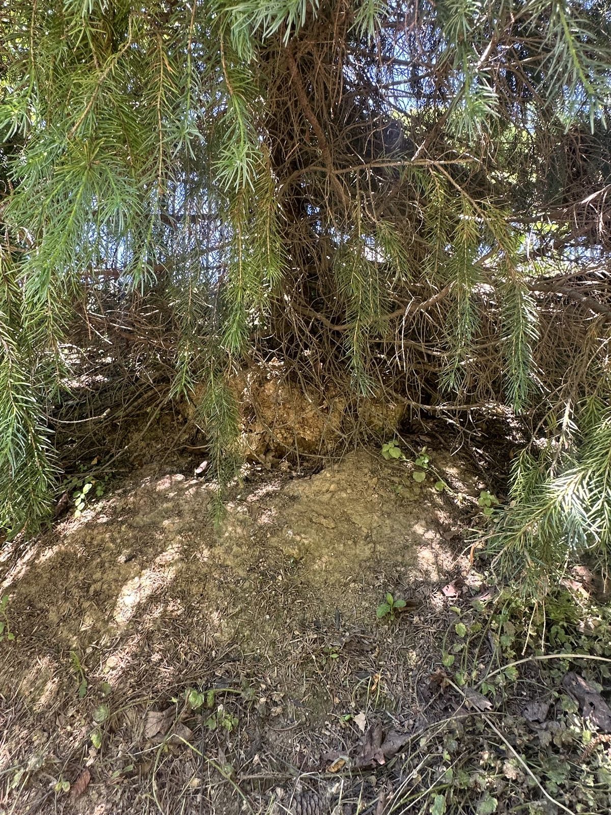 An eroding root ball on an evergreen in Central PA