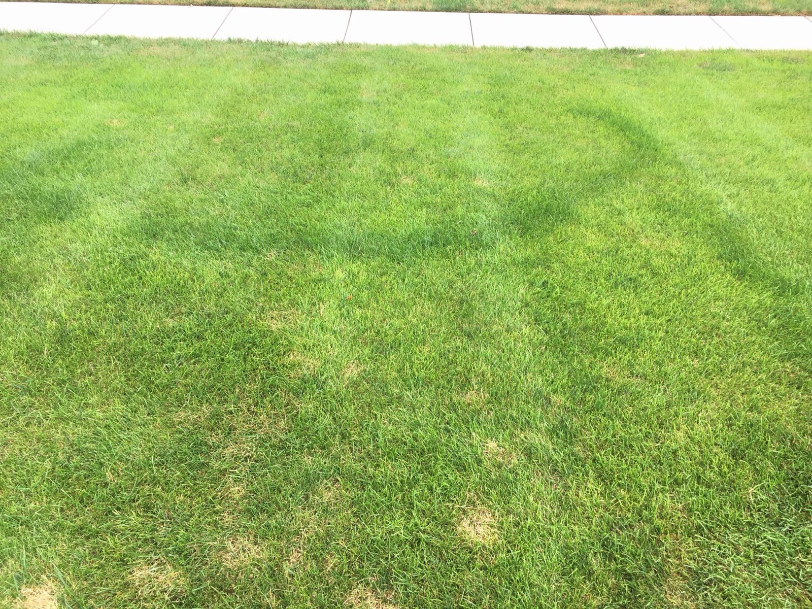 Fairy ring in a lawn on a Central PA property