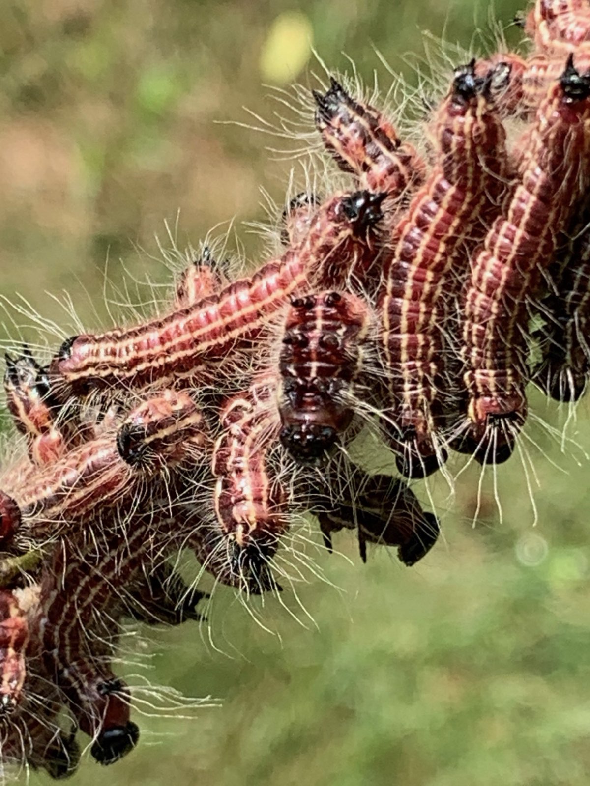 A cluster of webworm caterpillars stripping a branch in Central PA