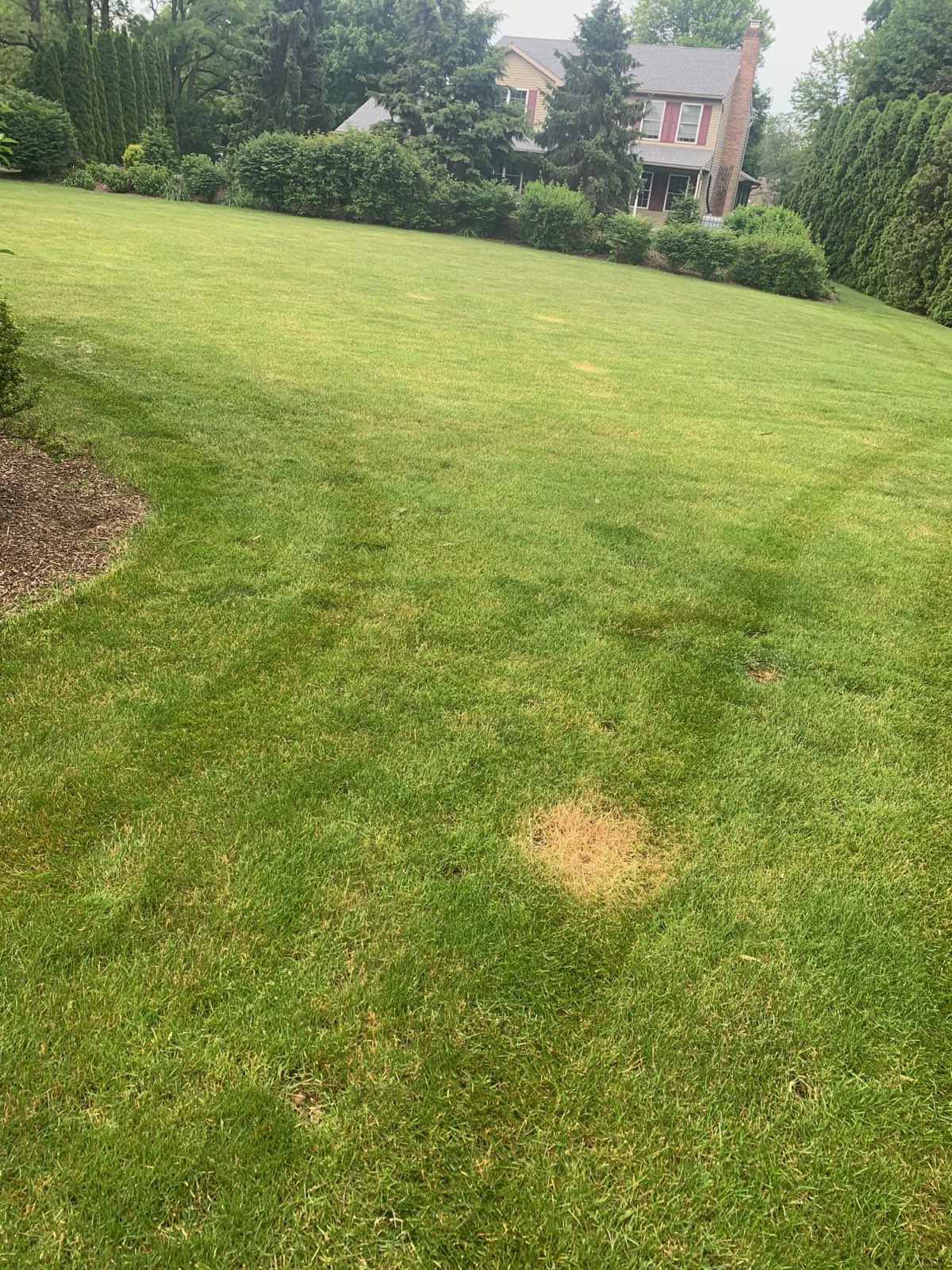 Healthy, dense lawn with a gas spill on a Central PA property