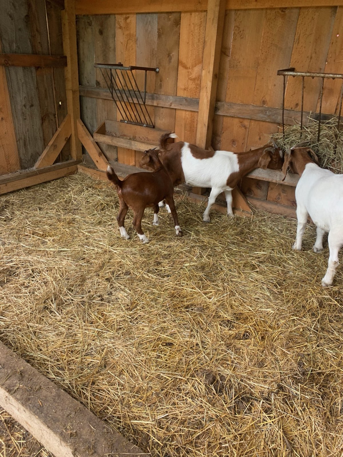 Goats in a straw-bedded barn stall in Central PA