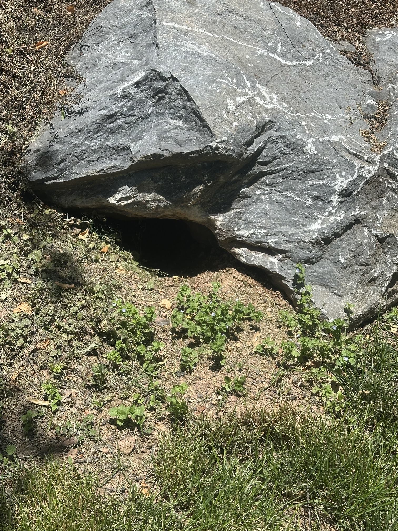 Groundhog burrow dug beneath landscape rock at a Central PA property
