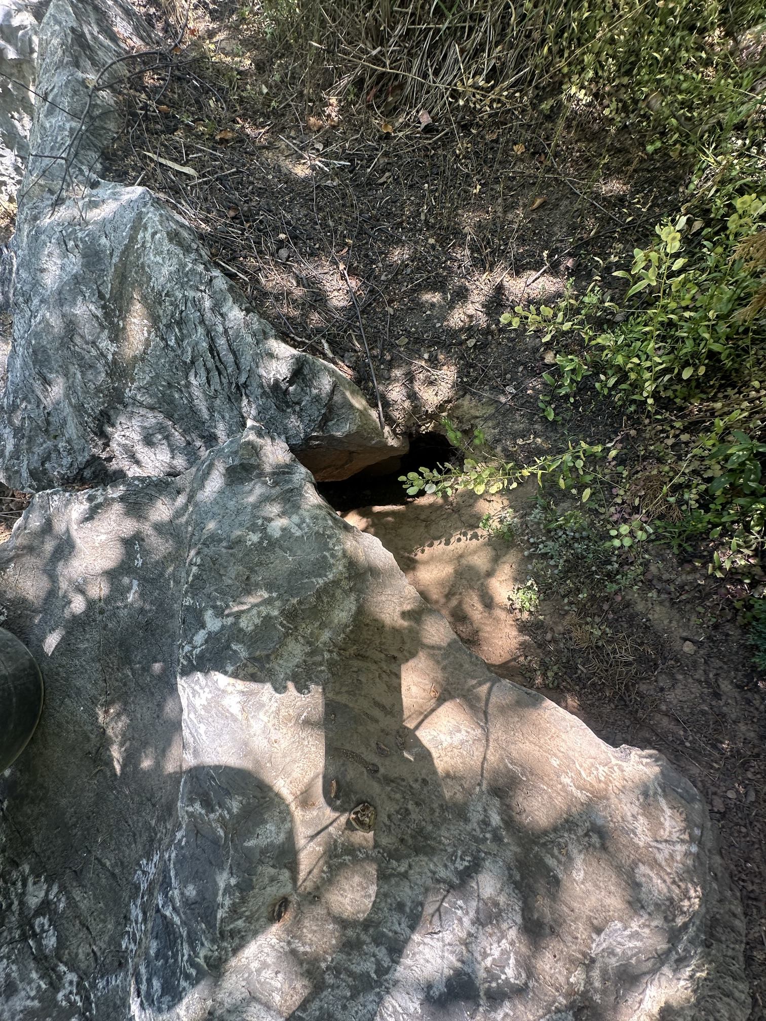 Groundhog burrow entrance beside a foundation at a Harrisburg, PA home