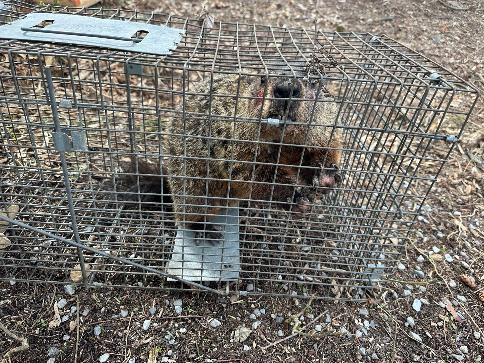 A groundhog caught in a cage trap in Central PA