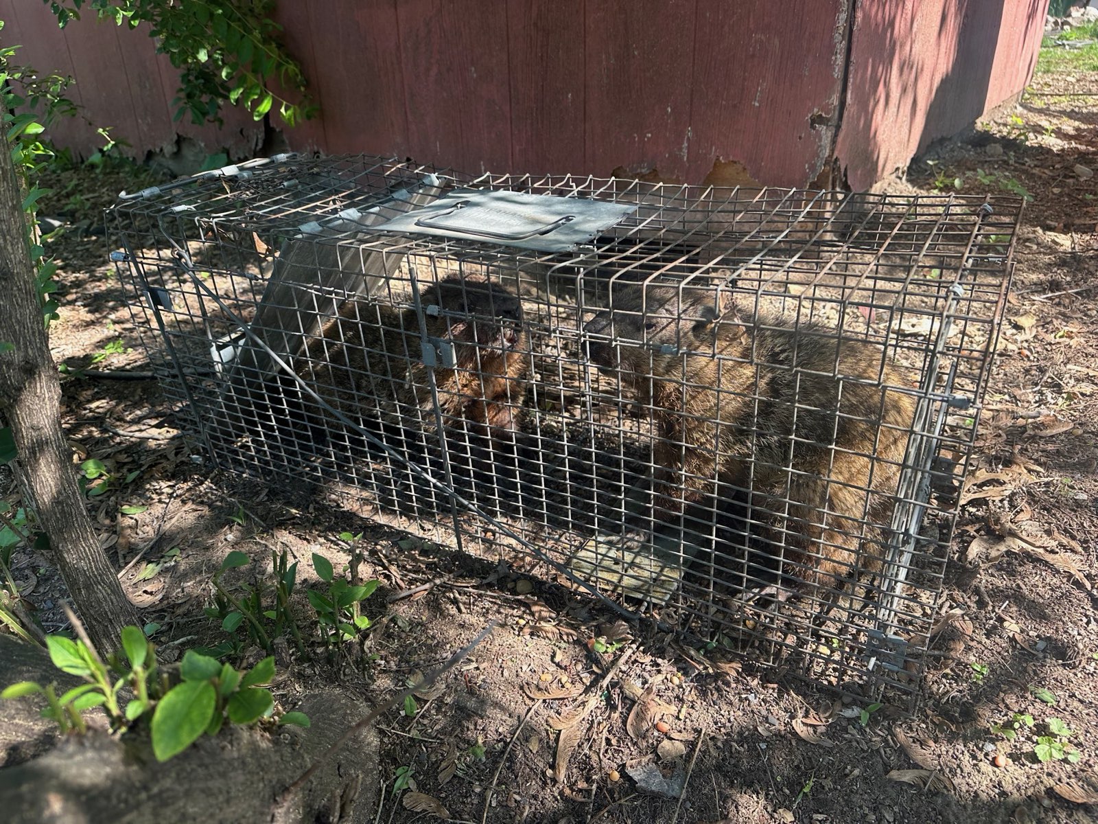 A groundhog in a cage trap set along a building in Central PA