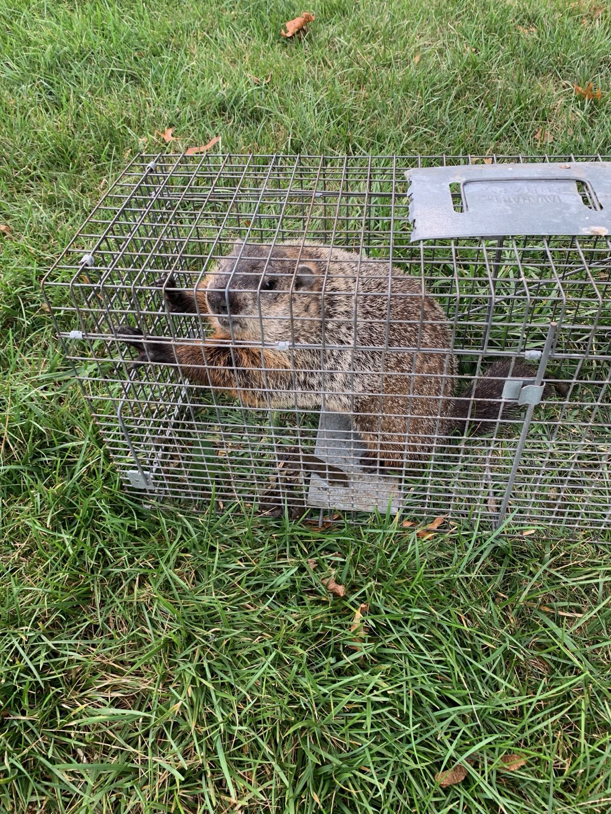 A groundhog caught in a live cage trap in Central PA