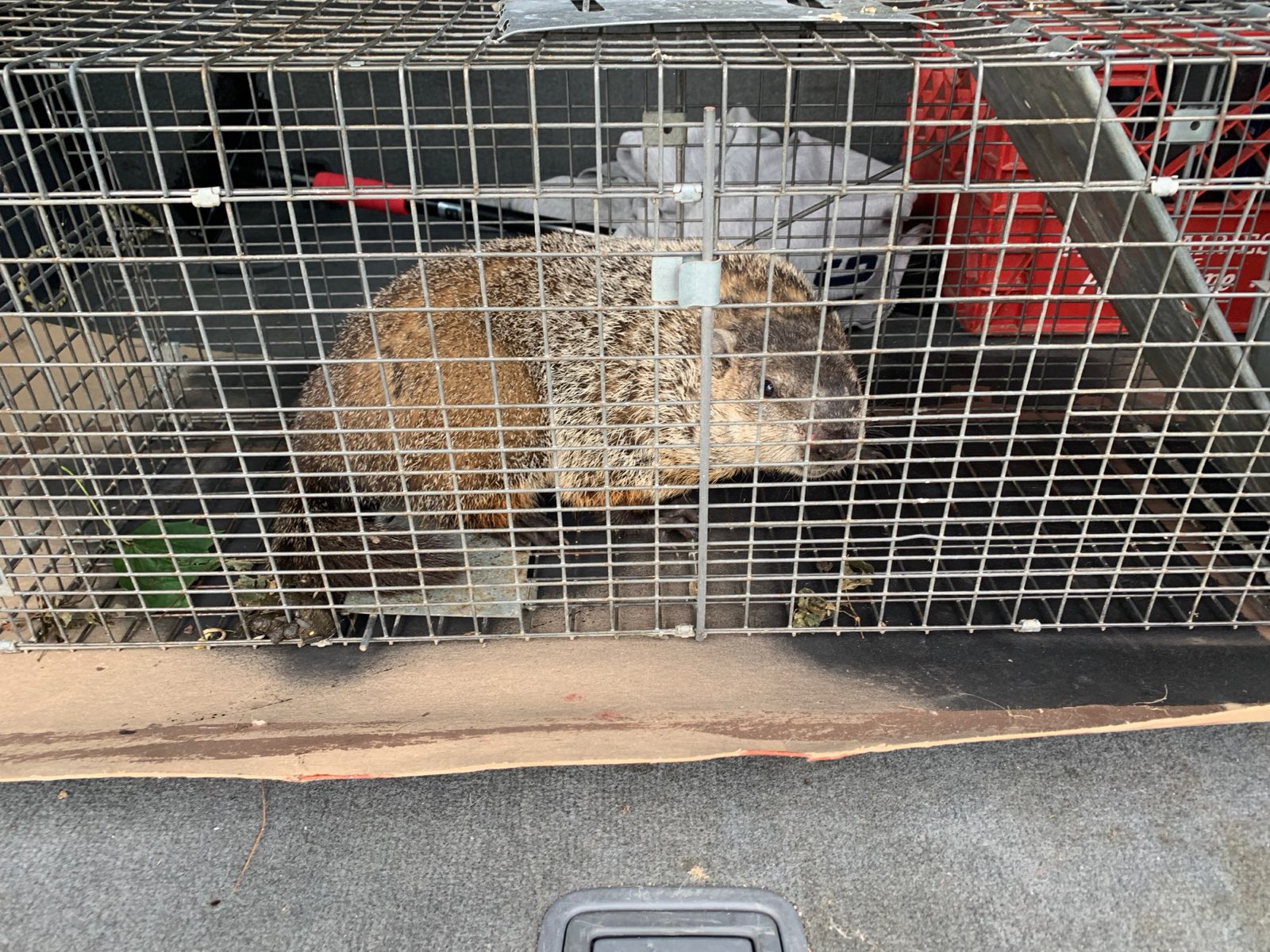 A trapped groundhog ready for relocation in Central PA