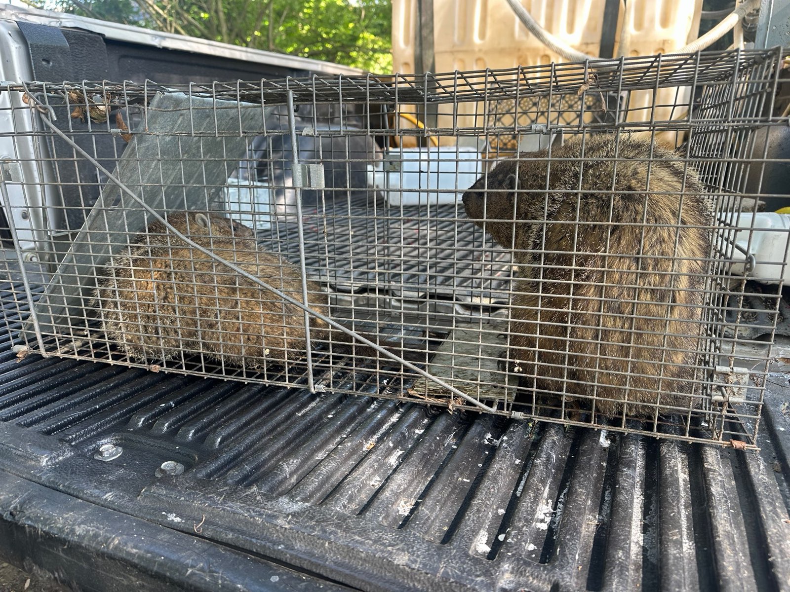 Two trapped groundhogs loaded for removal in Central PA
