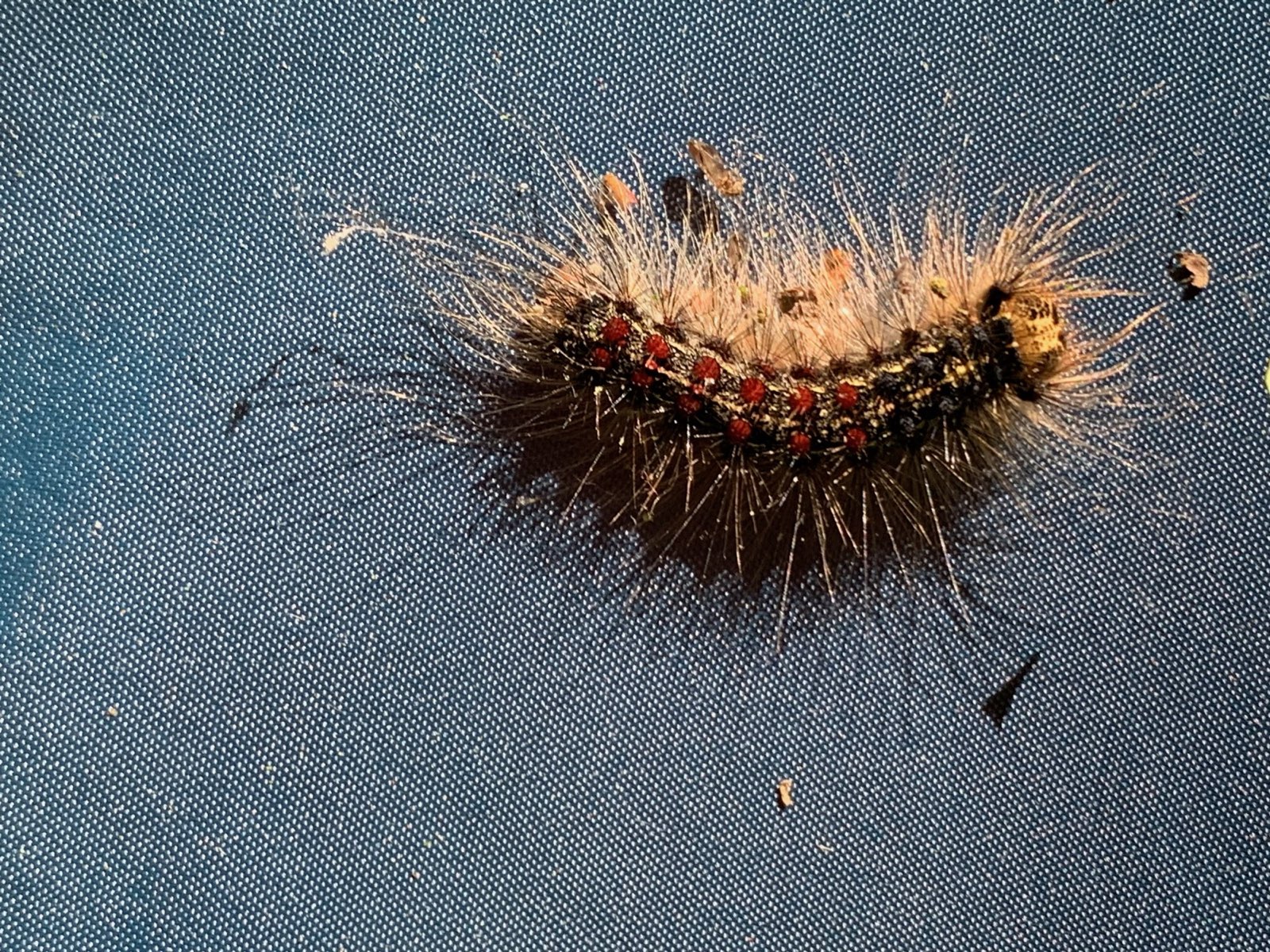 A hairy caterpillar collected from a client's tree in Central PA