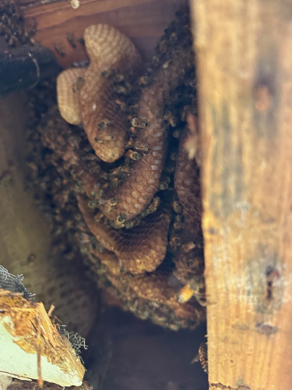 Honey bee colony inside a wall void in Central PA