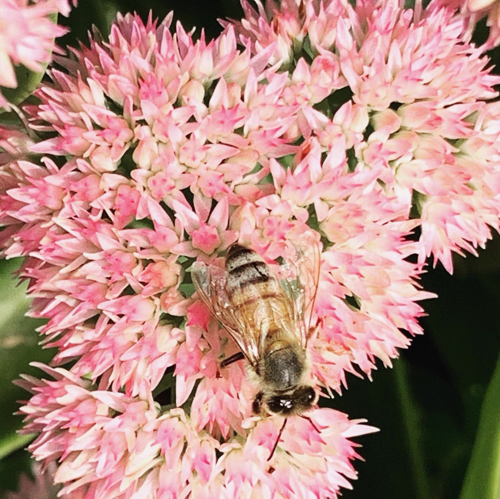 A honey bee foraging on sedum in Central PA