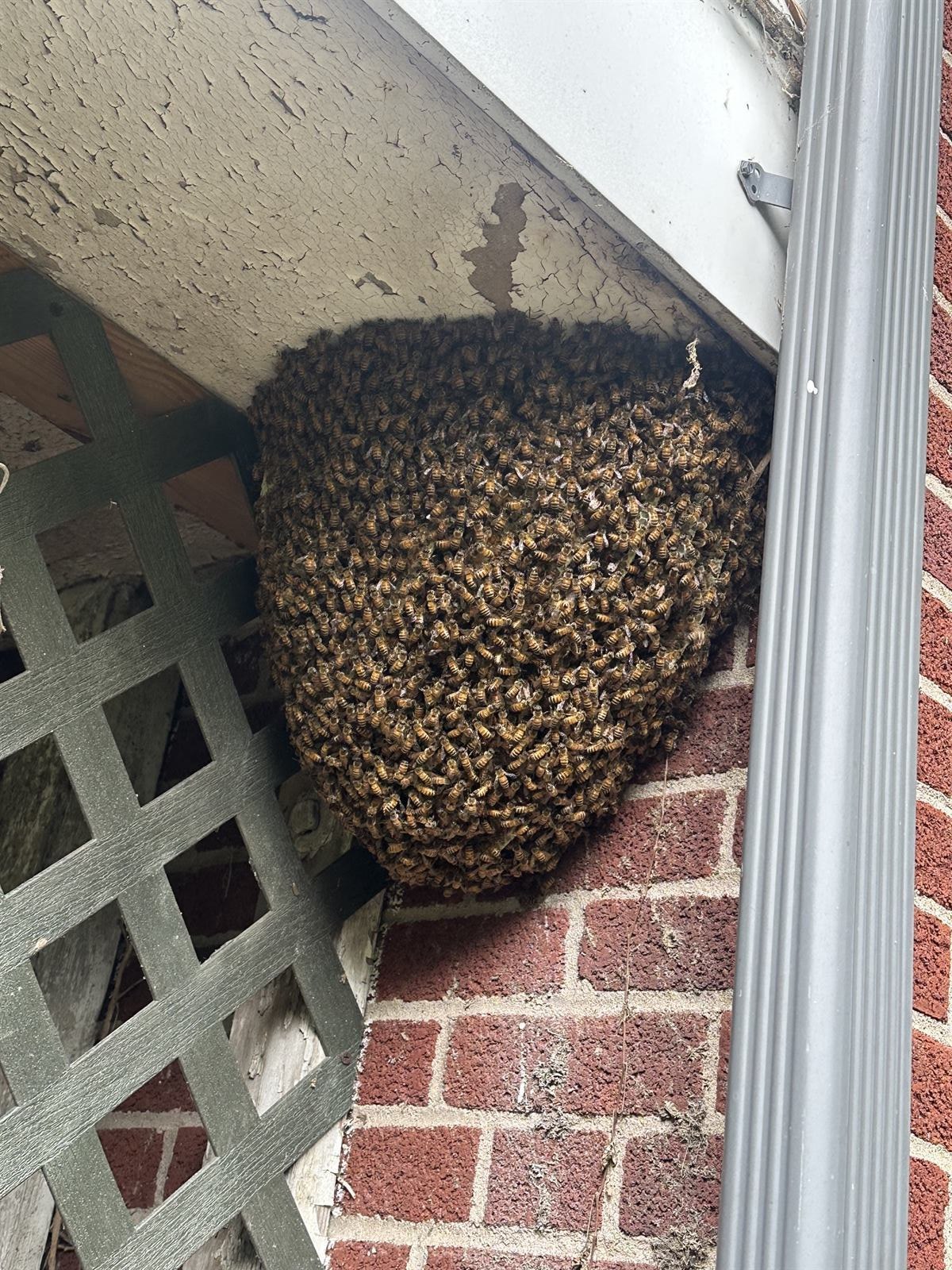 Beekeeper conducting live honey bee removal from a residential structure in Harrisburg, PA showing exposed brood comb during a professional cutout