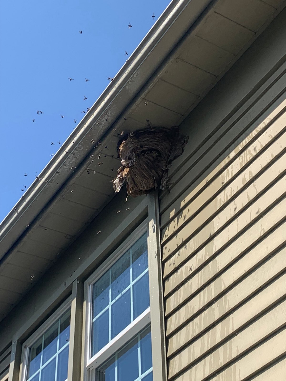Hornets flying around a nest at the roofline in Central PA
