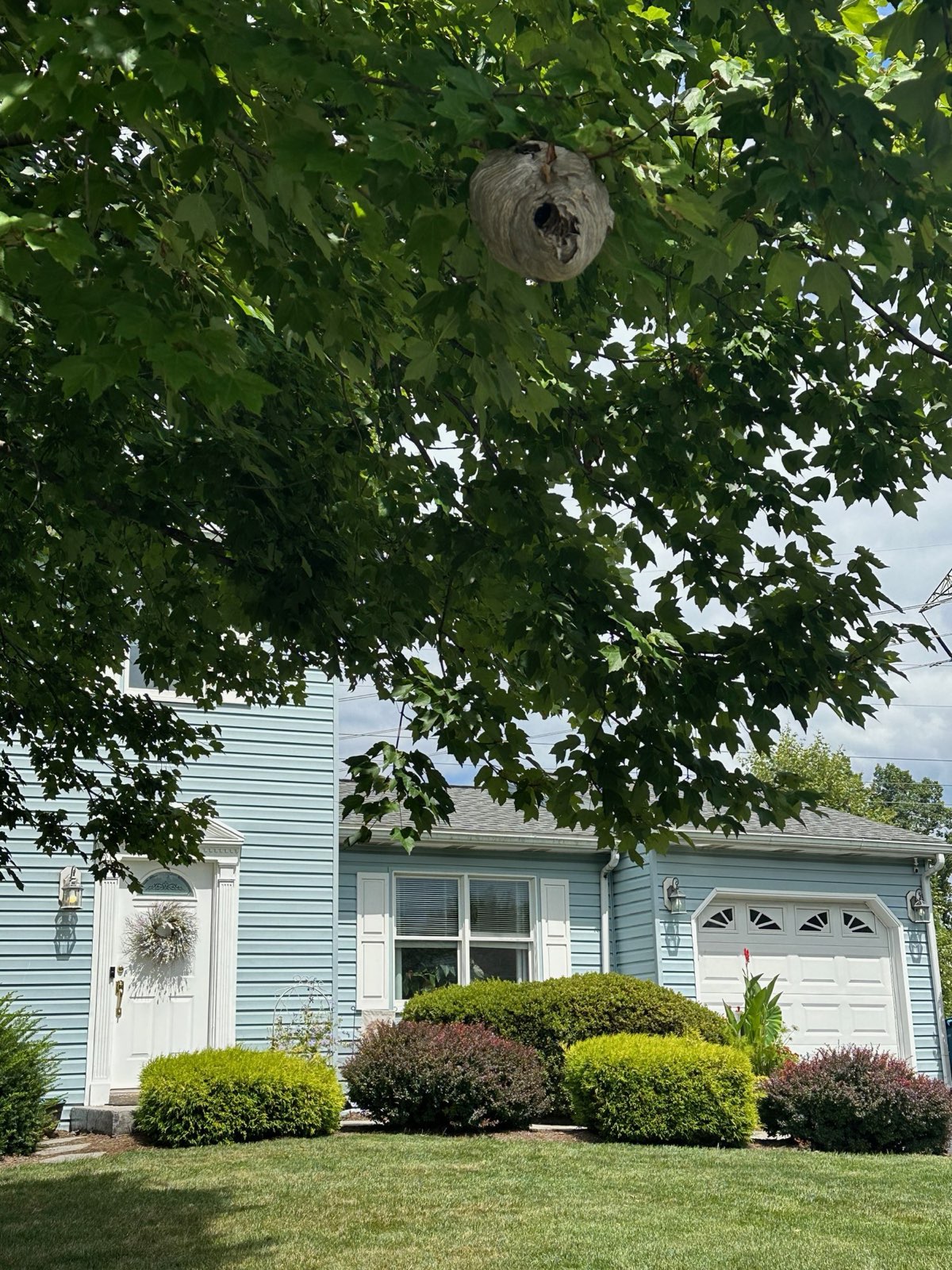 A hornet nest in a front-yard tree, right over the walkway in Central PA