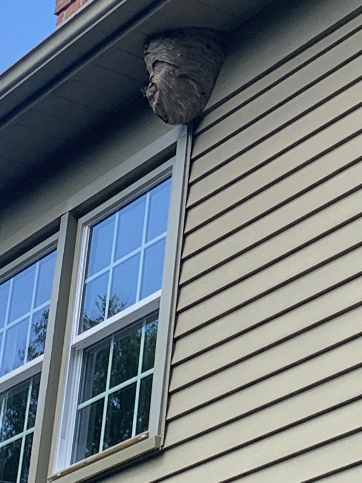 A hornet nest built under the eave above a window in Central PA