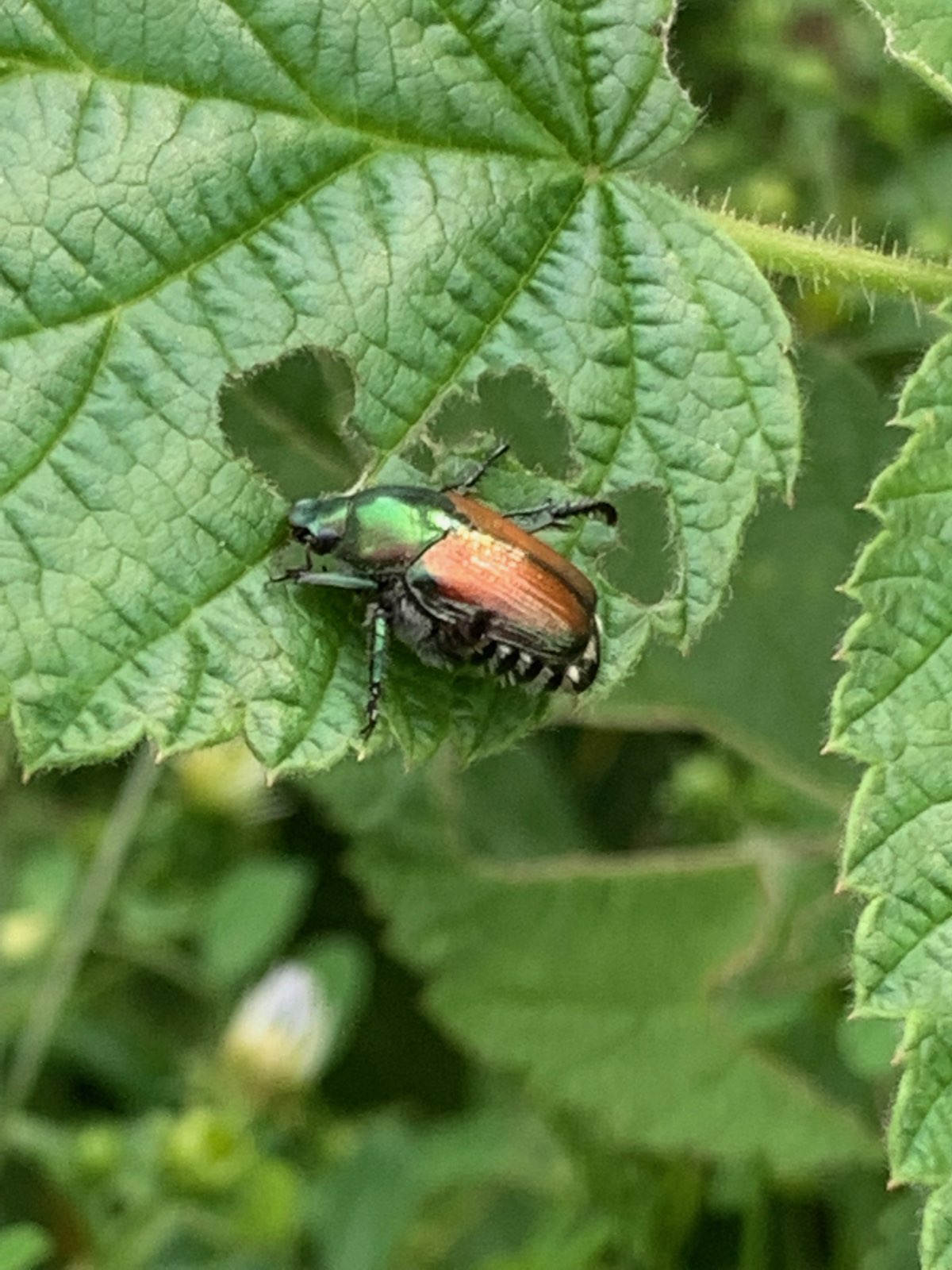 A Japanese beetle feeding on a leaf in Central PA