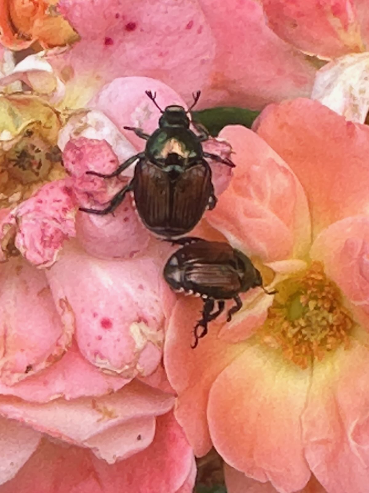 Japanese beetles feeding on a rose in Central PA
