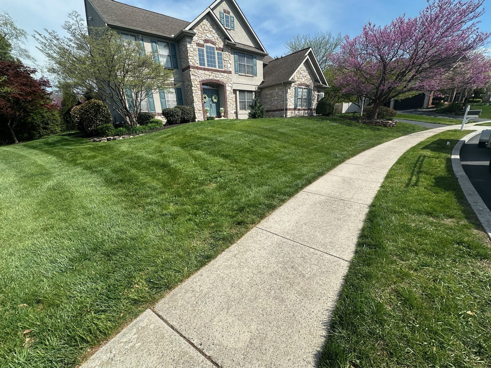 Thick lawn along a front walkway in spring in Central PA