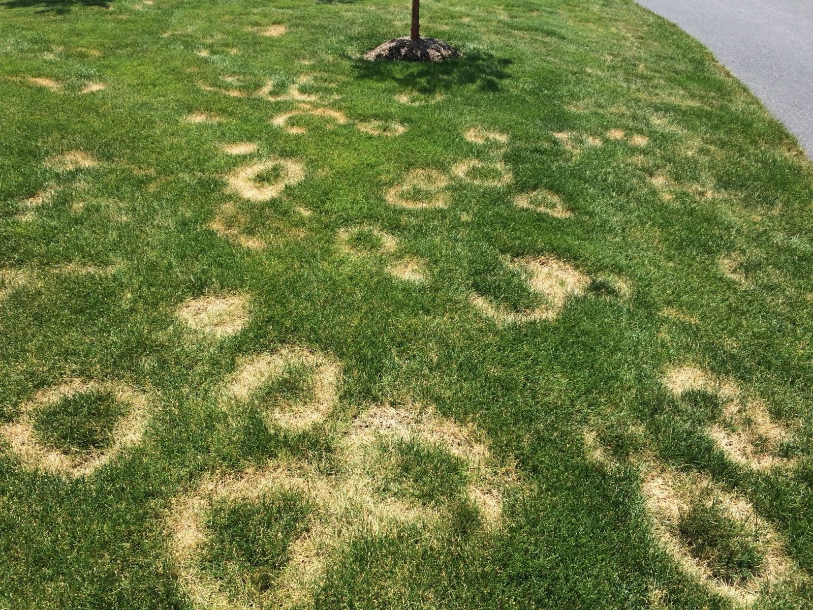 Brown rings of necrotic ring spot lawn disease spreading across turf in Central PA