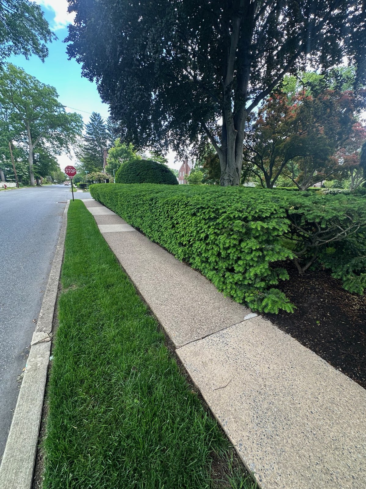 Green lawn strip between the sidewalk and the street in Central PA