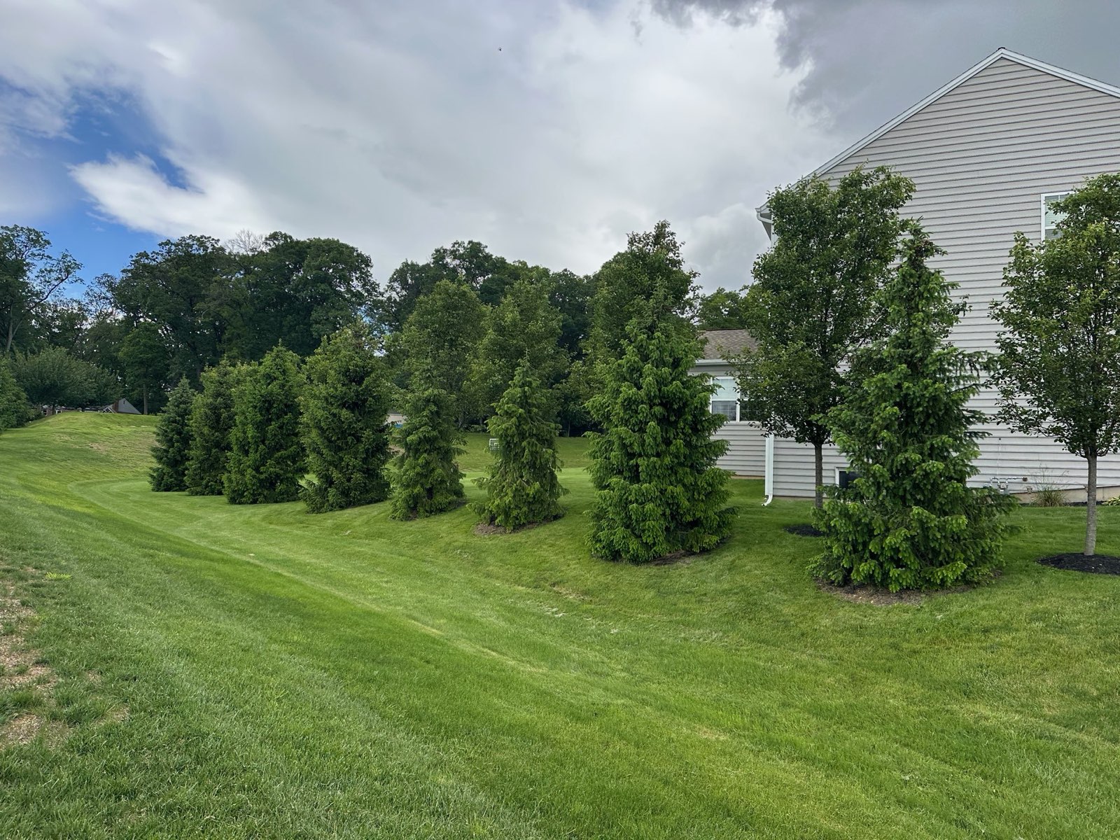 Healthy turf around a row of young Serbian Spruce in Central PA